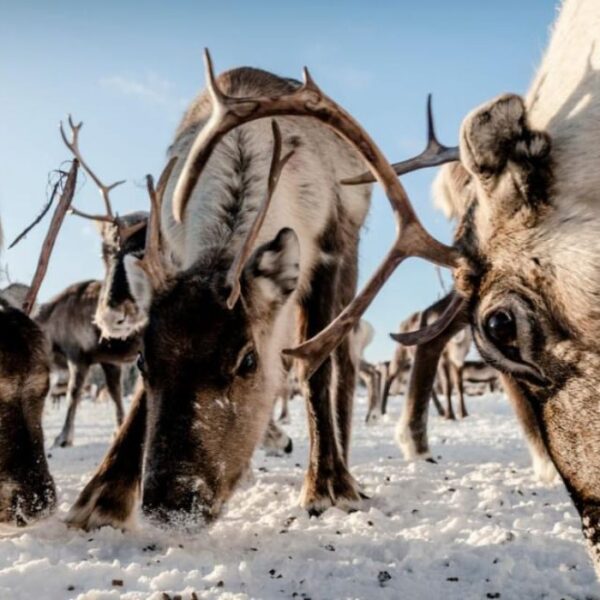 Suède : Les Samis s’opposent à…