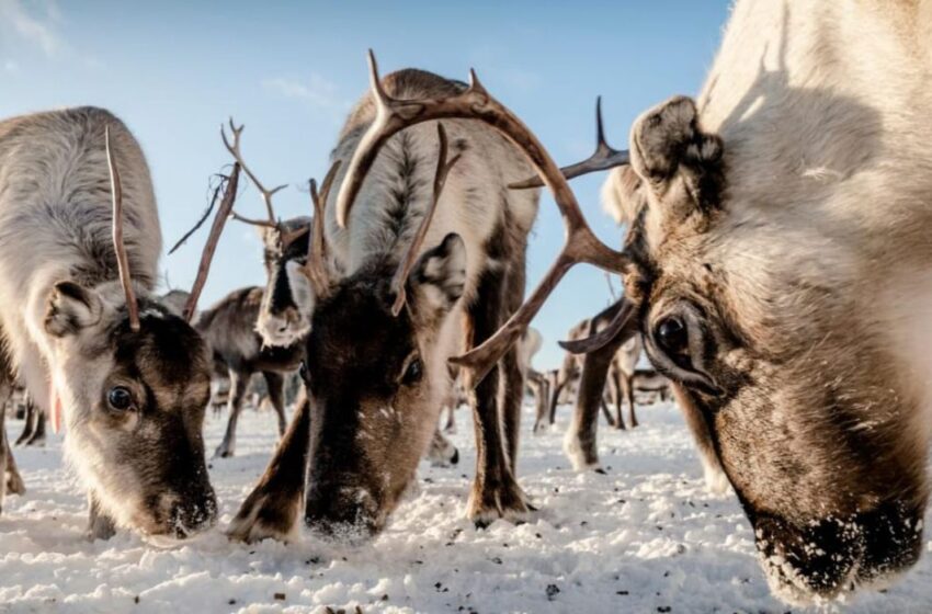  Suède : Les Samis s’opposent à la réforme de l’élevage des rennes