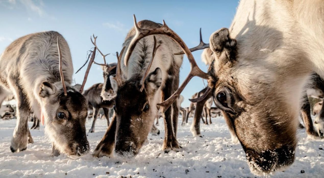 Suède : Les Samis s’opposent à la réforme de l’élevage des rennes