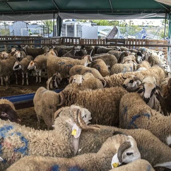 Algérie : Un million de moutons…