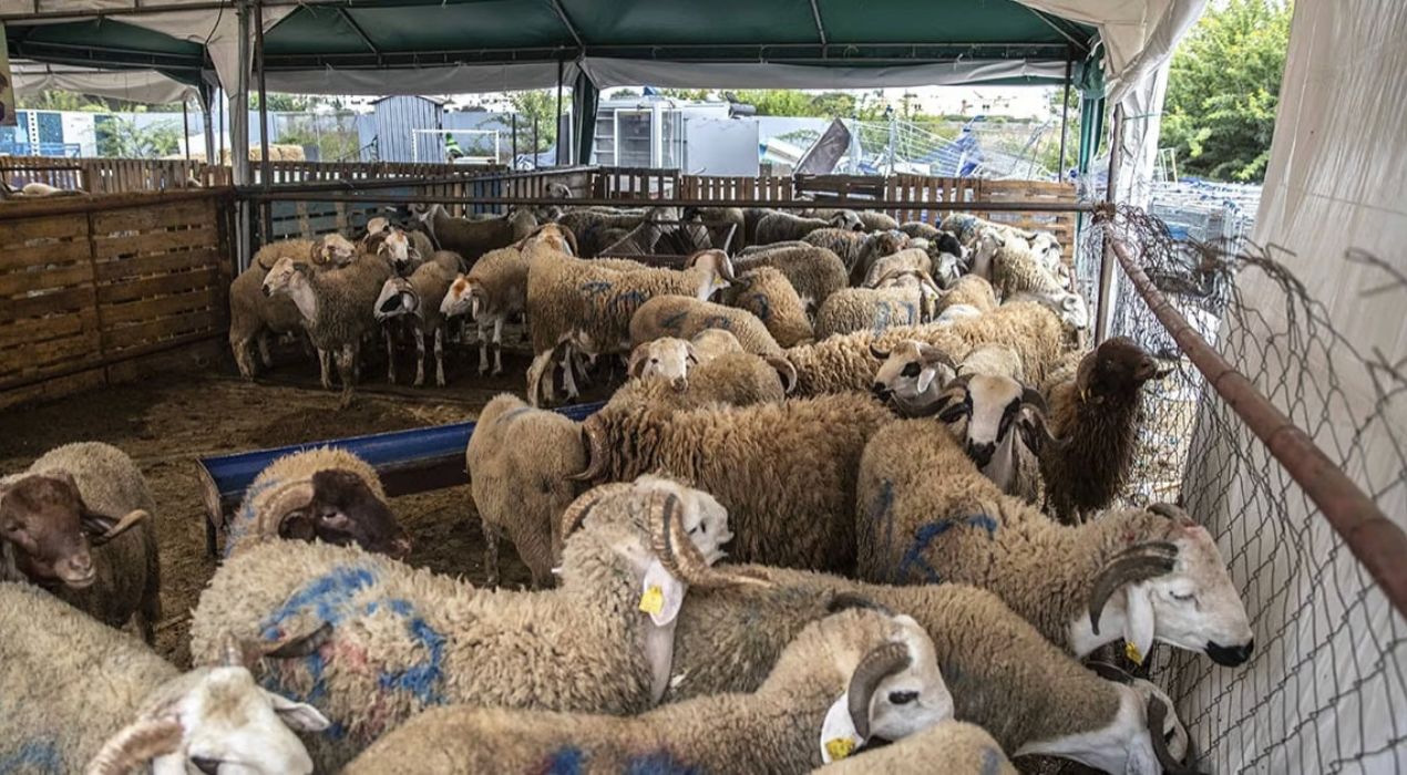 Algérie : Un million de moutons importés pour l’Aïd al-Adha 2026