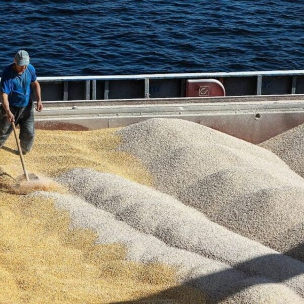 Les exportations céréalières russes bondissent de…