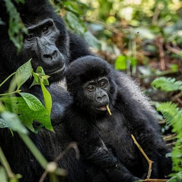 Ouganda : La reforestation communautaire sauve…