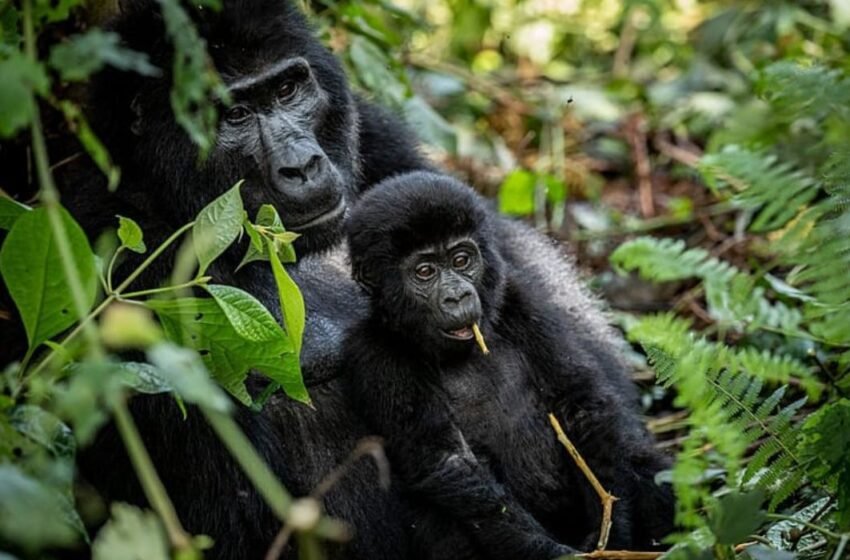  Ouganda : La reforestation communautaire sauve les gorilles de Bwindi