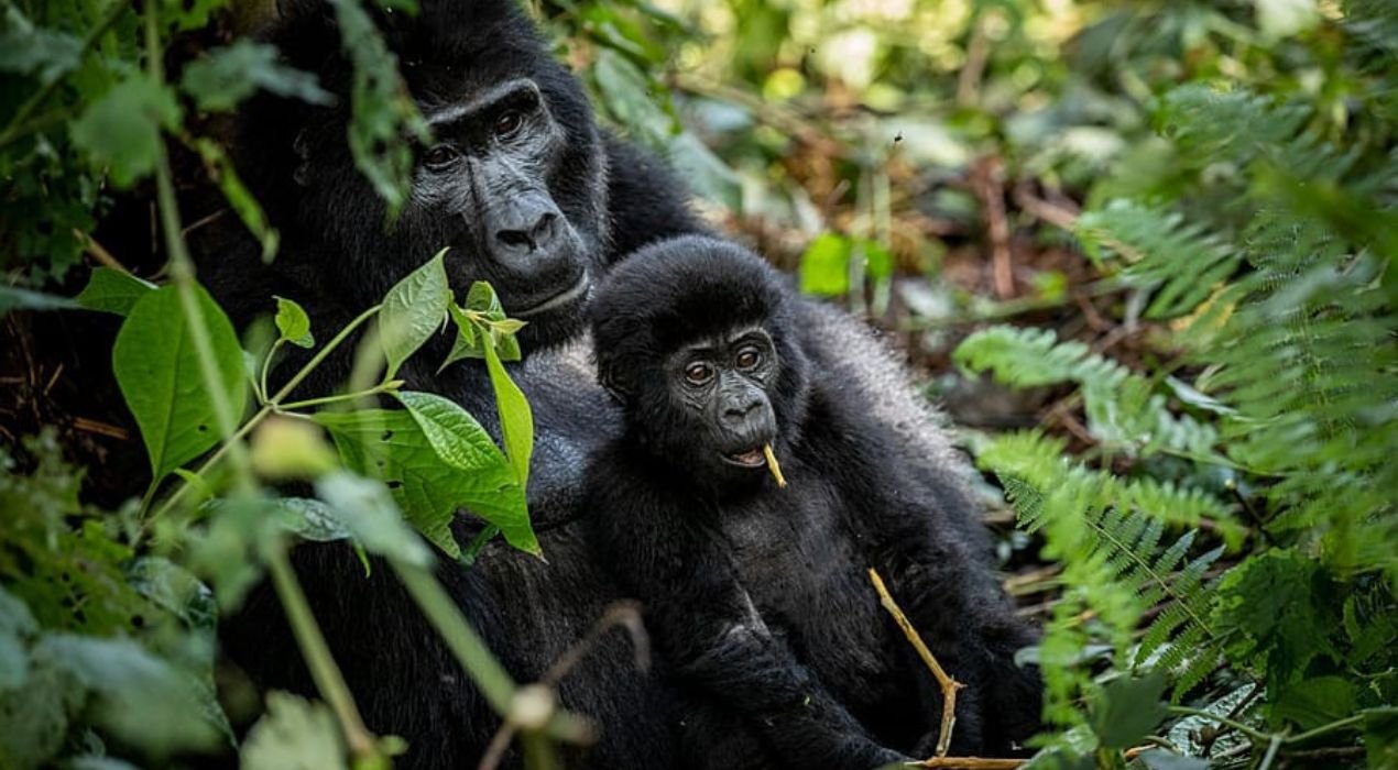 Ouganda : La reforestation communautaire sauve les gorilles de Bwindi