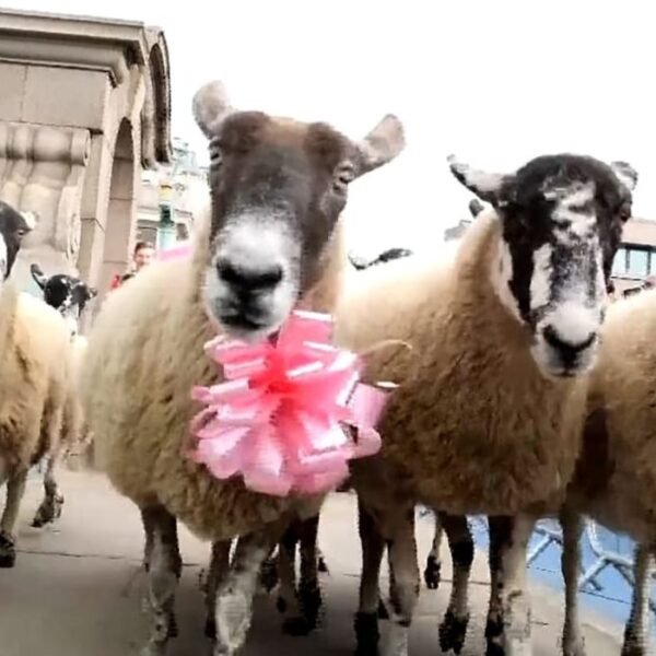 Londres : Des moutons envahissent le…