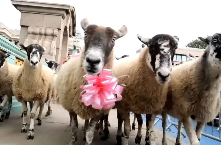 Londres : Des moutons envahissent le pont…