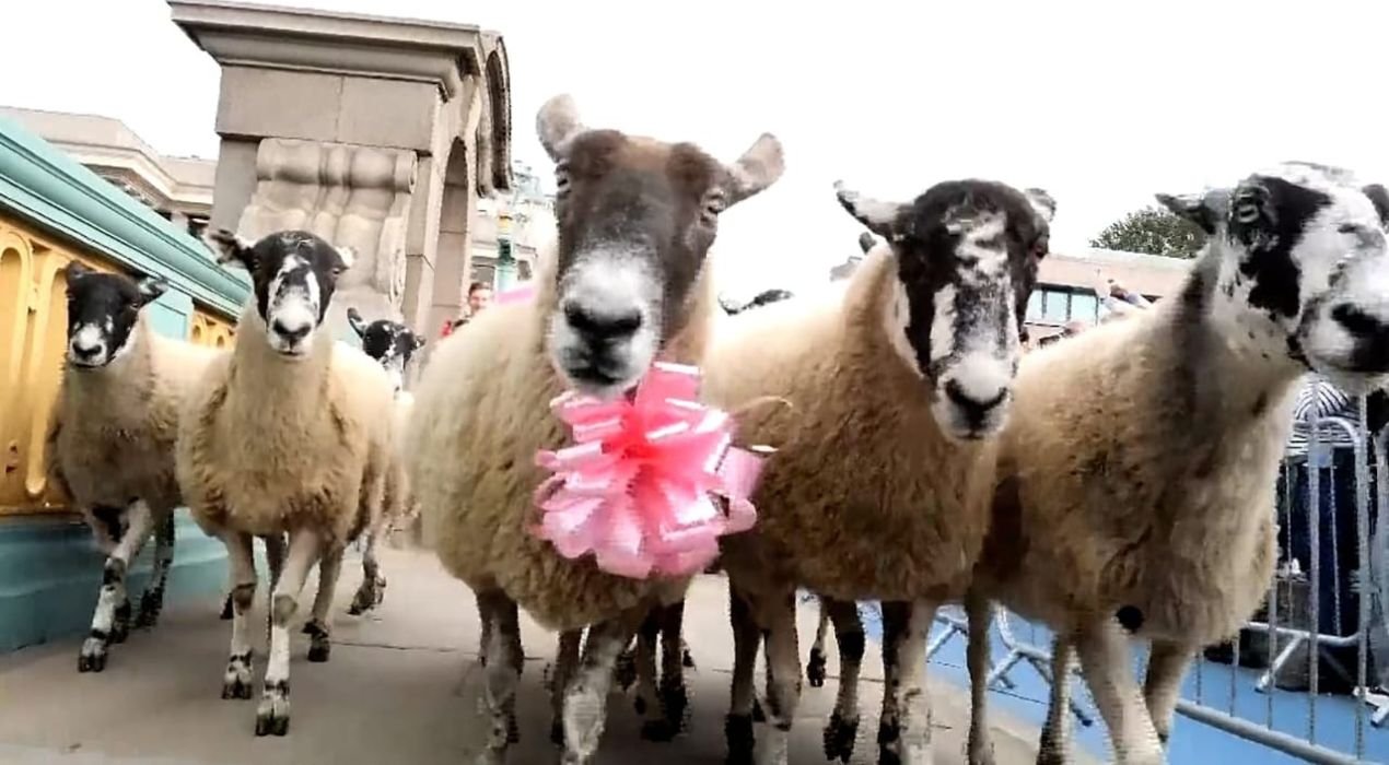 Londres : Des moutons envahissent le pont de Southwark