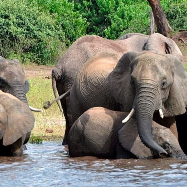 Botswana : 23 éléphants abattus pour…
