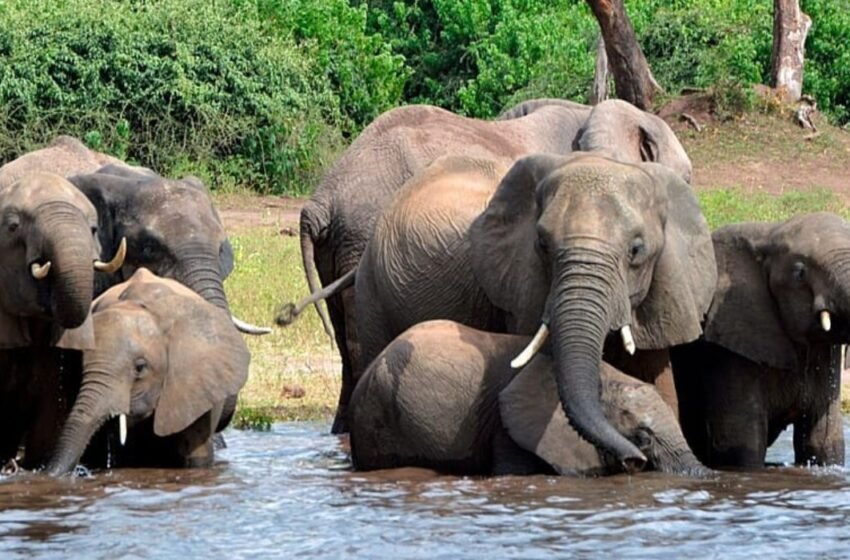  Botswana : 23 éléphants abattus pour la fête nationale