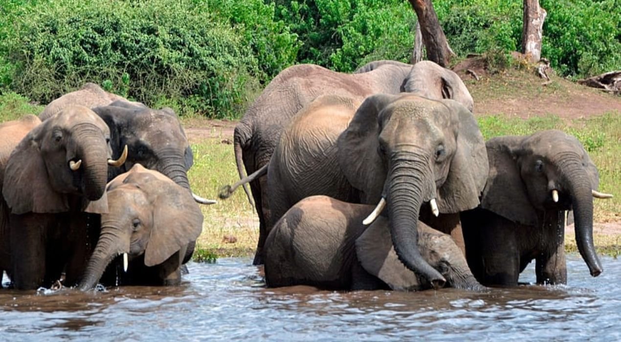 Botswana : 23 éléphants abattus pour la fête nationale